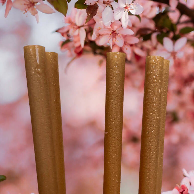 Boite de 500 pailles en fibre de canne à sucre